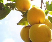 哺乳期可以吃黄桃吗，哺乳期吃黄桃回奶吗