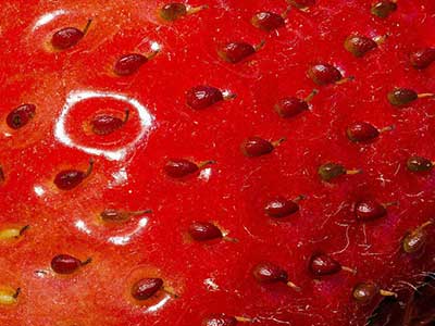 草莓种子图片